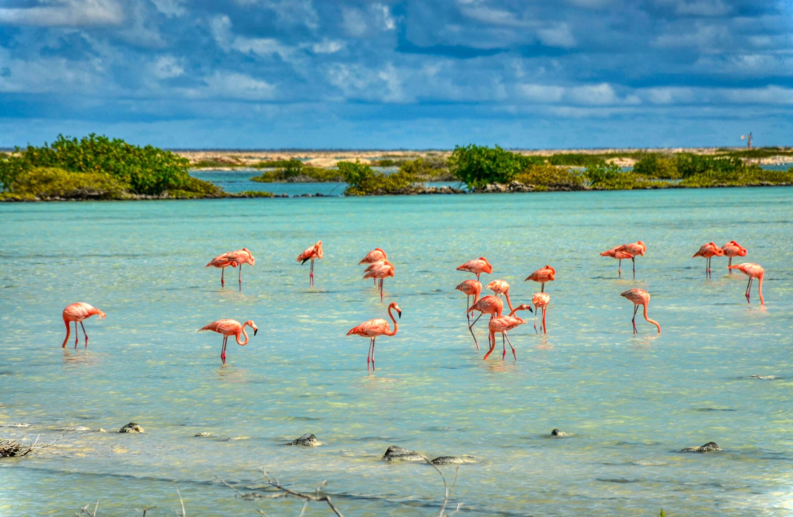 Flamingos – Explore Tours Bonaire 24